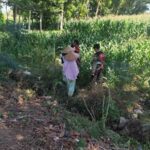 Polres Lombok Barat Turun ke Sawah Dampingi Petani Jagung