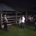 Polsek Sekotong Gencarkan KRYD, Kandang Sapi Jadi Prioritas Patroli Dini Hari