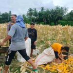 Dukung Ketahanan Pangan Nasional, Bhabinkamtibmas Lembar Imbau Petani Jual Jagung ke Bulog