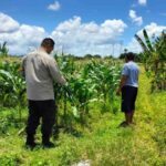 Dukung Ketahanan Pangan, Bhabin Labuapi Ajak Petani Jagung Jual ke Bulog