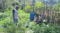 Dukung Ketahanan Pangan, Bhabinkamtibmas Desa Luk Turun Bantu Petani Tomat dan Motivasi Warga