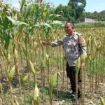 Polsek Labuapi Perkuat Ketahanan Pangan di Desa Merembu