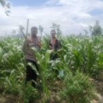 Polsek Gerung Ajak Warga Beleke Optimalkan Lahan Tidur demi Swasembada Pangan