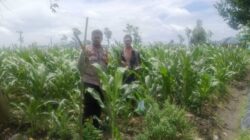 Dukung Ketahanan Pangan, Bhabinkamtibmas Beleke Bina Petani di Lahan Jagung