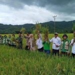 Dukung Swasembada Pangan, Kapolsek Monta Hadiri Panen Raya Padi di Desa Simpasai