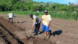 Polsek Gerung Pantau Ketahanan Pangan di Dusun Gumesa Utara Lobar