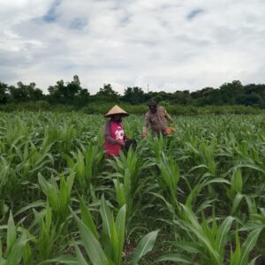 Polsek Pekat Lakukan Pemantauan Lahan Jagung Warga Dukung Program Ketahanan Pangan Nasional