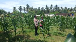 Polsek Sekotong Kawal Ketahanan Pangan di Desa Sekotong Barat