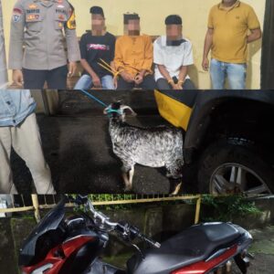 Nyolong Satu Ekor Kambing, Tiga Pria Asal Desa Tonda ini Diamankan Polsek Madapangga